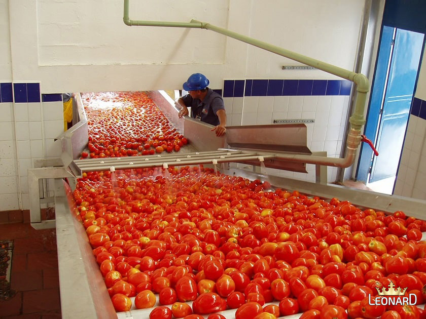 شرح طرز تهیه رب گوجه فرنگی در کارخانه