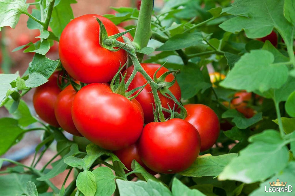 خواص و مصارف گوجه فرنگی 
